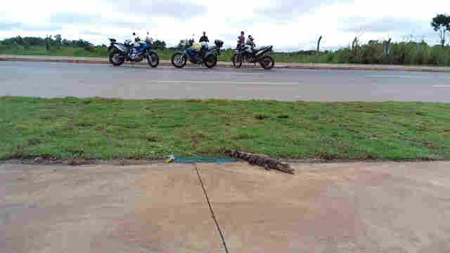 Jacaré é capturado ao passear no Espaço Alternativo em Porto Velho
