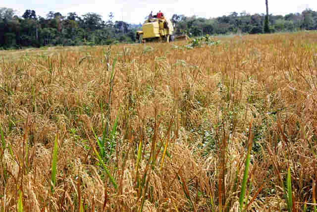 Safra de arroz tem aumento de produtividade em Rondônia