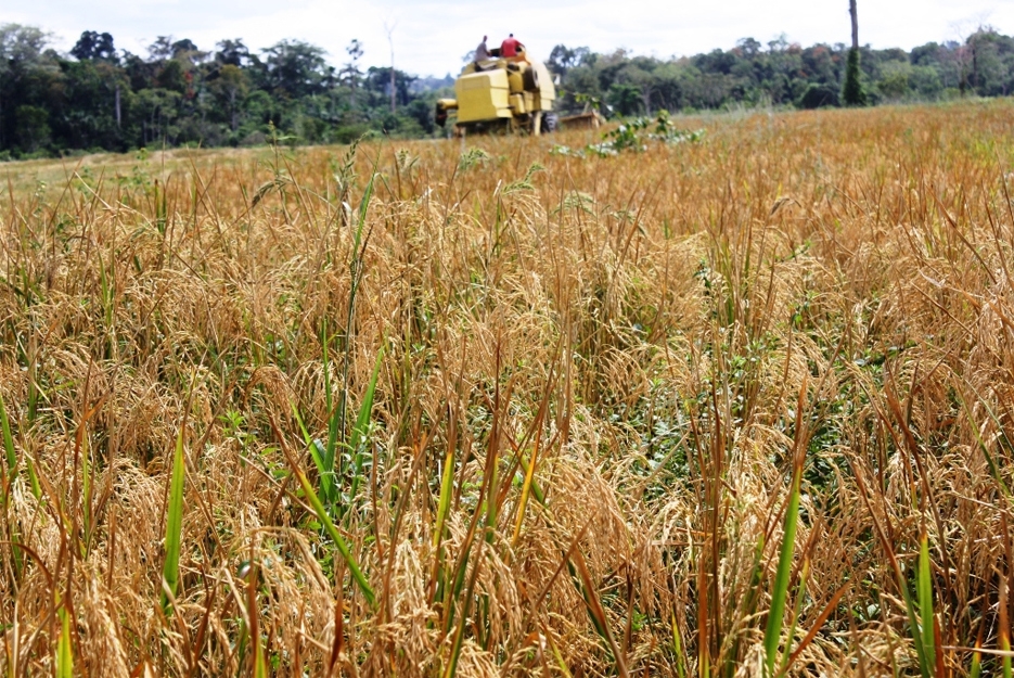 Safra de arroz tem aumento de produtividade em Rondônia