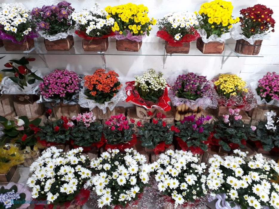 Com variedade de produtos, floricultura espera aumento nas vendas do Dia das Mães