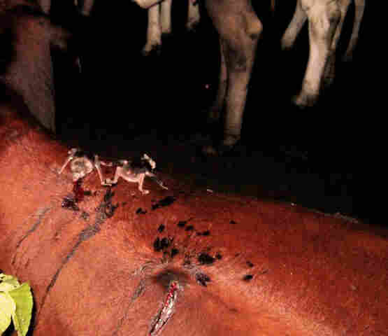 Rondônia registra três casos de raiva em 2017 e Idaron alerta para riscos do ataque de morcegos