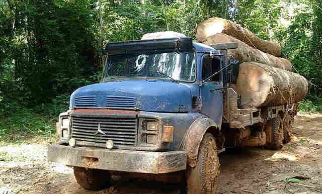 Ação de madeireiros em terra indígena é denunciada por associações de Rondônia