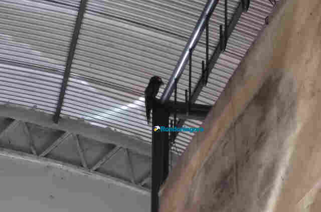 Ave rara é capturada pelo Ibama na Central de Polícia da capital