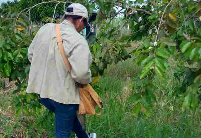 Semusa realiza ações na Zona Norte, após confirmação de morte de macaco por febre amarela