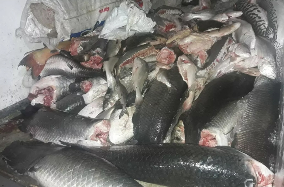 PolÃ­cia Ambiental prende dupla com mais de duas toneladas de pescado na BR-364