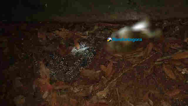 Pescadores encontram ossada que pode ser de mulher em Buritis