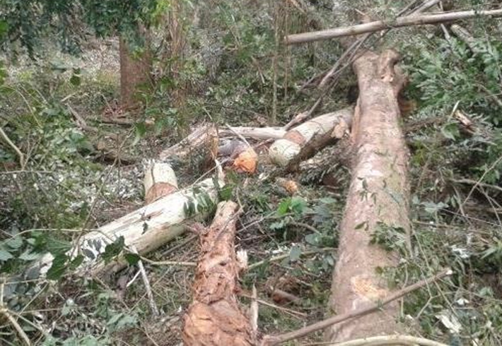 Trabalhador Rural Morre Esmagado Por árvore Na Vila De Samuel Polícia 