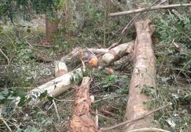 Trabalhador rural morre esmagado por árvore na Vila de Samuel