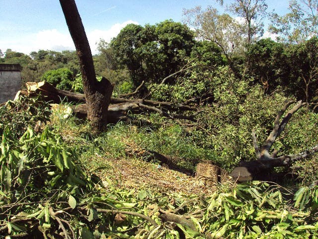 Trabalhador morre atingido por galho de árvore durante derrubada em Rondônia