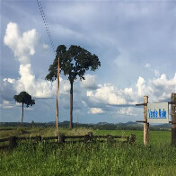Bando armado com fuzil e outras armas pesadas invade fazenda em Alvorada do Oeste e mantém família refém