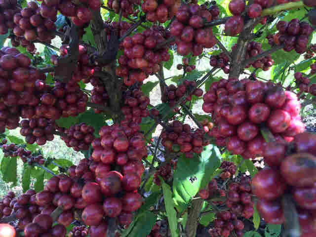 Inscrições para concurso de qualidade do café seguem até dia 31 de julho