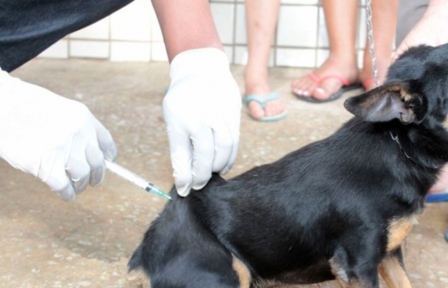 Cerca de 28 mil cães e gatos e devem ser vacinados contra raiva em Ji-Paraná