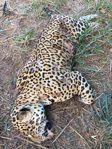 Vídeo: Motoristas encontram onça morta a tiros