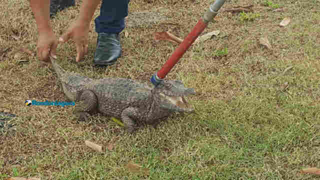 Vídeo: Jacaré é capturado no canal do Skate Parque, em Porto Velho