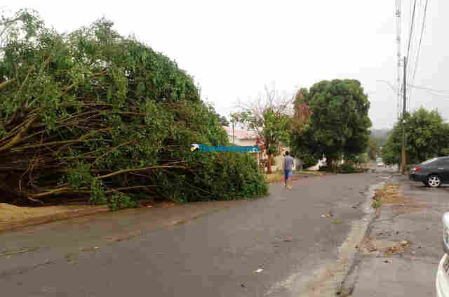 Defesa Civil alerta para o risco de queda de árvores durante vendavais na capital
