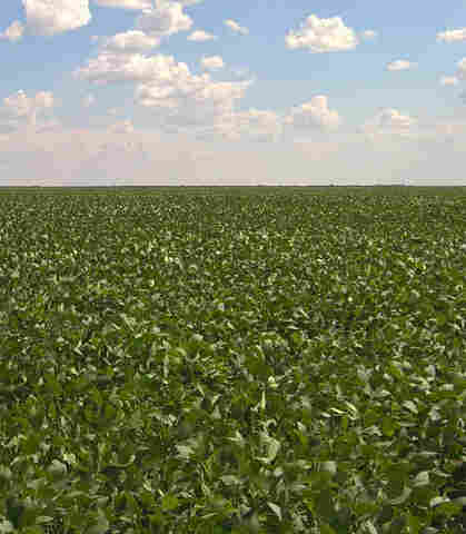 Tecnologia e boa rentabilidade da soja resultam em produção recorde de grãos Rondônia
