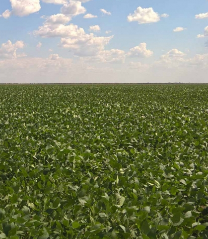 Tecnologia e boa rentabilidade da soja resultam em produção recorde de grãos Rondônia