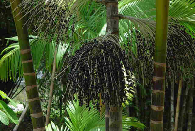 País tem safra recorde de frutas, cereais, leguminosas e oleaginosas