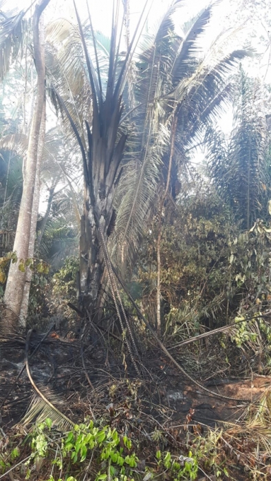 V&iacute;deo: Inc&ecirc;ndio j&aacute; destruiu 2 mil hectares de reserva ambiental em Rond&ocirc;nia; Fogo continua