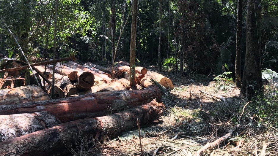 Operação da PF combate ação de criminosos em terras indígenas, em Rondônia