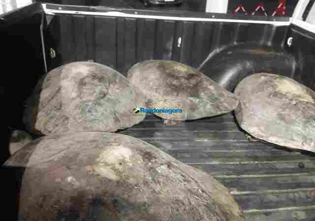 Após denúncia, sogra e nora são presas com drogas, tartarugas e material de pesca ilegal