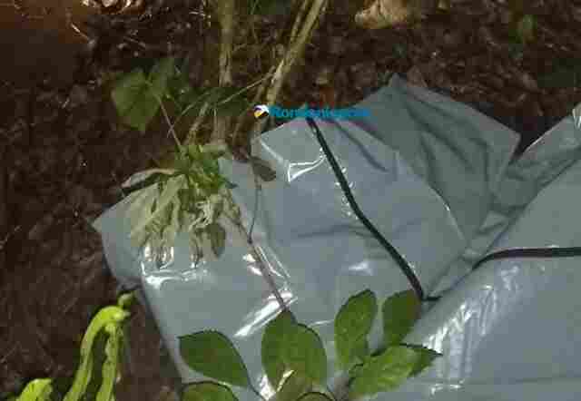 Menores matam adolescente de 13 anos com golpes de enxada e enterram corpo em matagal