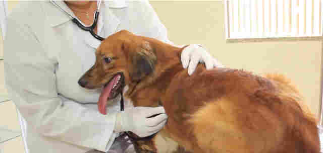 Sema dá início a cadastro para castração de cães e gatos