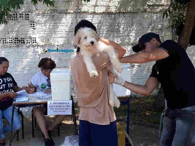 Semusa vacina cães e gatos até às 17 horas em Porto Velho