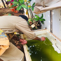 Aumentam criadouros do mosquito Aedes aegypti e já há o risco de epidemia na Capital