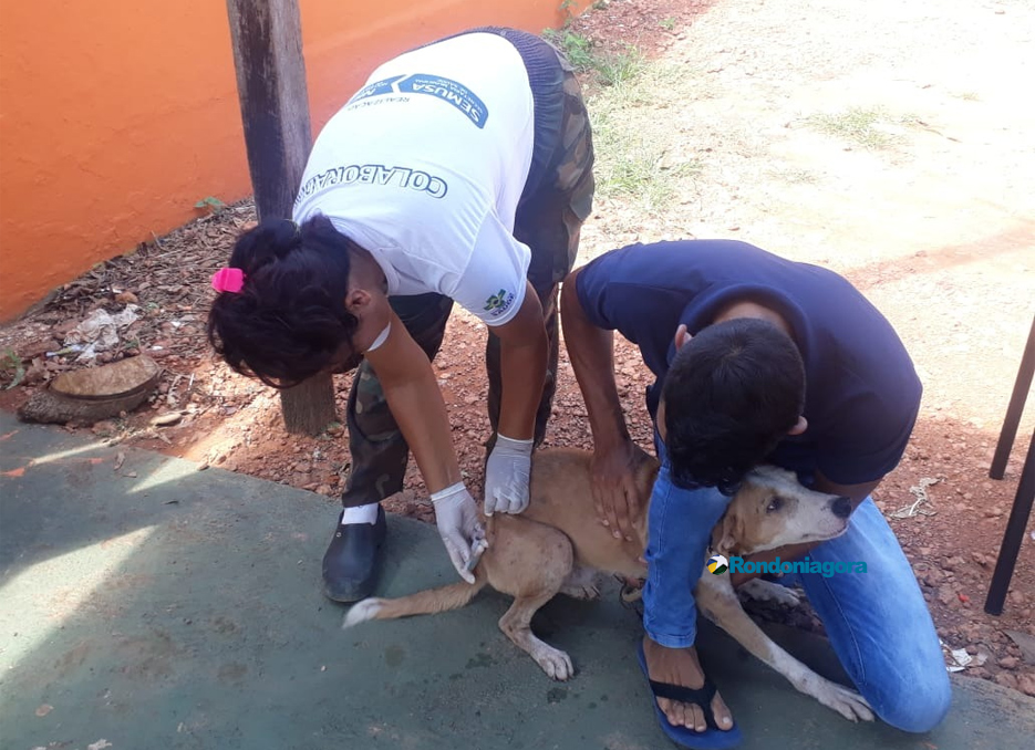 Quase 45 mil cães e gatos são vacinados contra raiva durante campanha em Porto Velho