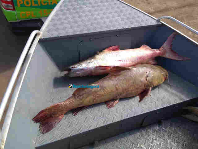 Três são presos pescando próximo a usina no Rio Madeira; Temporada de pesca está proibida