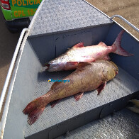 Três são presos pescando próximo a usina no Rio Madeira; Temporada de pesca está proibida