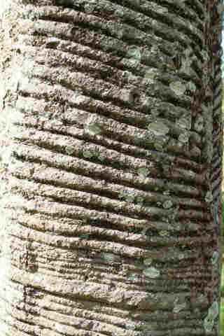 Quase 100 anos depois, Rondônia se une ao Amazonas, Acre e Bolívia para exportar borracha; Irã é o principal cliente