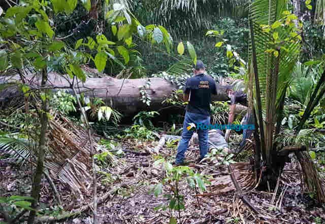 Vídeo: Corpos de três homens são encontrados em mata de Ji-paraná