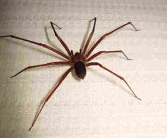 Empresa é condenada a indenizar trabalhador picado por aranha em R$ 50 mil e pensão mensal