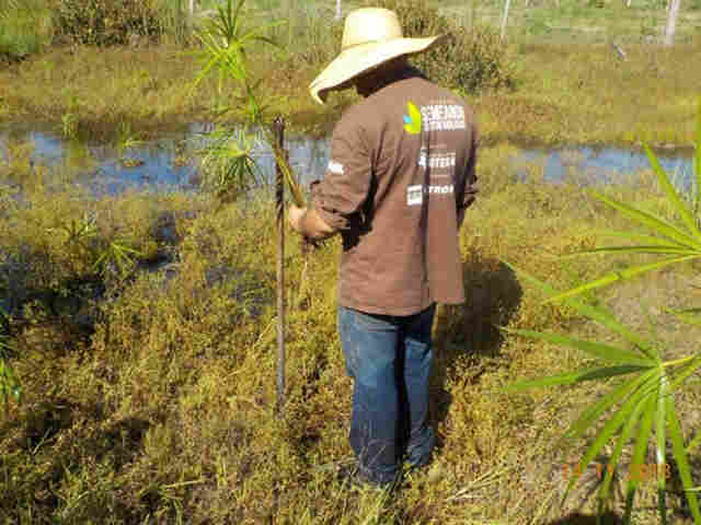 Projetos patrocinados pela Petrobras protegem 2,7 milhões de hectares de florestas em RO, MT e AM