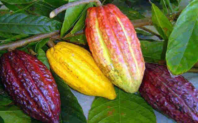 Rondônia é o terceiro maior produtor de cacau do Brasil