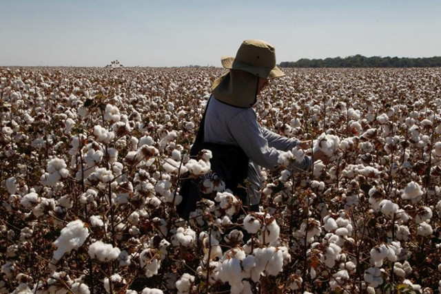 Rondônia é o terceiro maior produtor de algodão na Região Norte