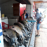 Cresce a procura por peixes na véspera do feriado santo em Porto Velho