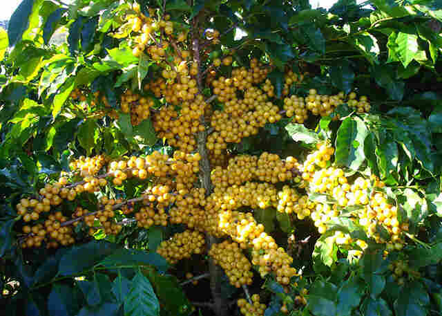 Estudos genéticos selecionam variedade de café arábica para a região Amazônica