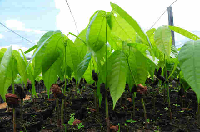 Visita técnica apresenta a estudantes o processo de recuperação de áreas em Rondônia