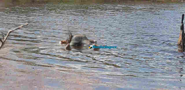 Corpo de homem é encontrado boiando no Rio Jatuarana, em Porto Velho