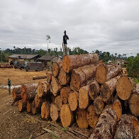 Ibama doa para vários órgãos, grande quantidade de madeira apreendida em operação da PF
