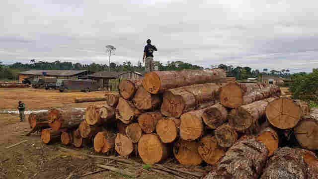 Ibama doa para vários órgãos, grande quantidade de madeira apreendida em operação da PF