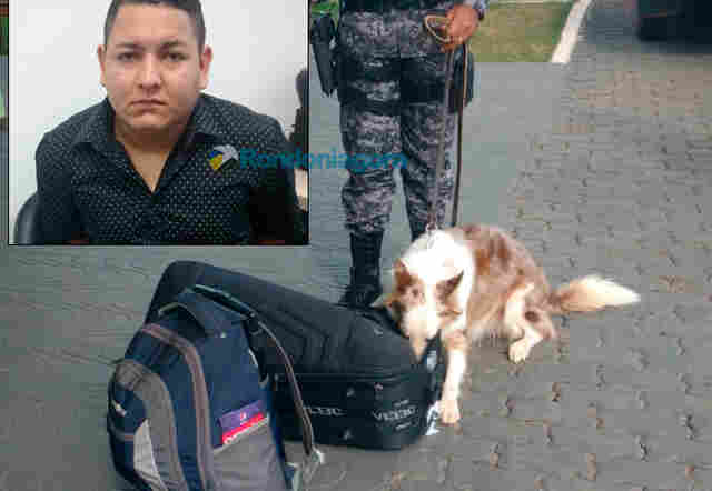 Cão farejador descobre droga em aeroporto e morador de Manaus é preso com quase 8 quilos de maconha em Rondônia