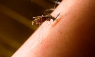 Tratamento contra malria ter novo medicamento no Brasil