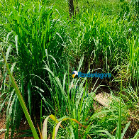 Vídeo: Corpo de servidor público é encontrado na Zona Sul; vítima foi estrangulada