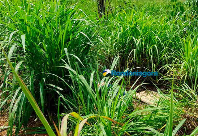 Vídeo: Corpo de servidor público é encontrado na Zona Sul; vítima foi estrangulada