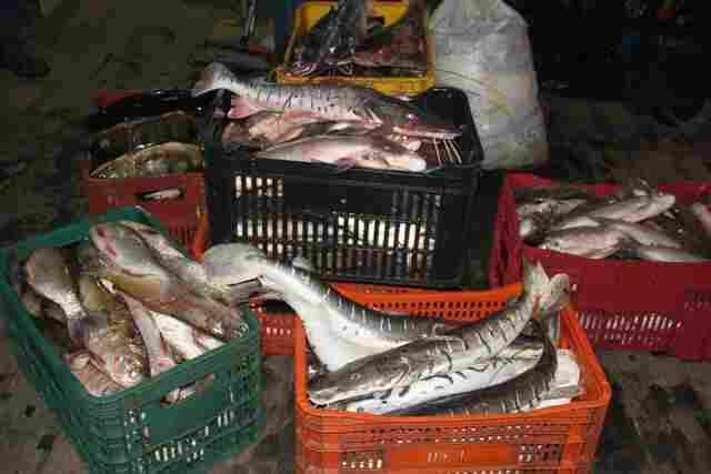 Em vigor, defeso proíbe pesca de espécies como dourada, jatuarana, filhote e outros