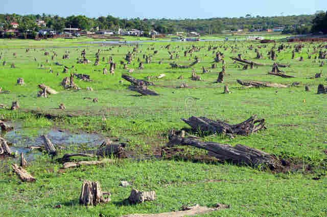 Acusado de danos ambientais vai a julgamento em Rondônia